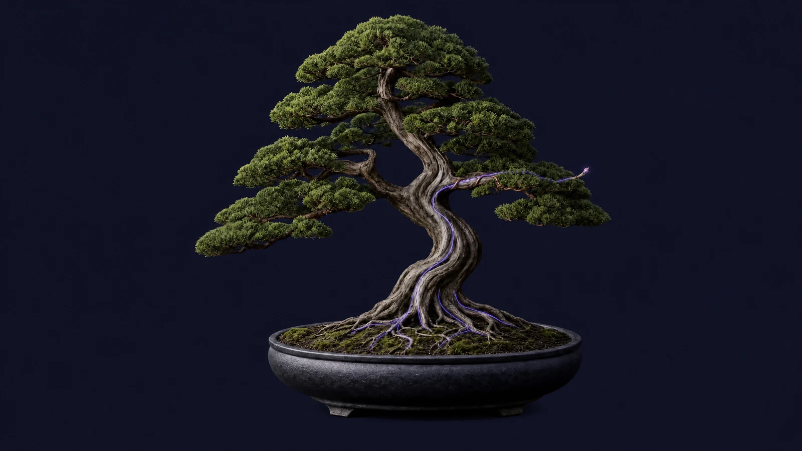 A mature juniper bonsai. A thin violet light climbs the trunk and shapes a new wired branch reaching to the right.